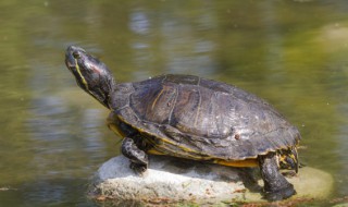 十大不建议养的乌龟有哪些（哪些人不适合养乌龟）