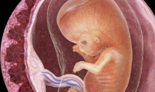 胎盘前壁是什么意思 子宫后位胎盘前壁是什么意思