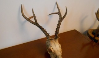 鹿角怎么吃（鹿角怎么吃效果最好）