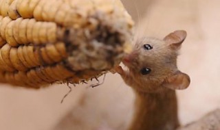 梦见好多老鼠是什么意思（孕妇梦见好多老鼠是什么意思）