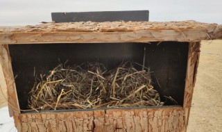 蚂蚁森林人工鸟巢有什么作用（蚂蚁森林人工鸟巢的作用装饰电线杆）