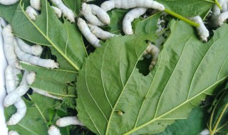 五龄蚕九天了都不吐丝怎么办 五龄蚕都十天了还不结茧