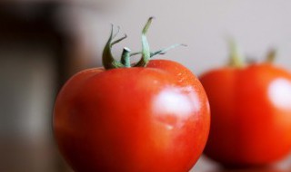 西红柿秧子叶黄是怎么回事 西红柿秧子叶黄是怎么回事啊