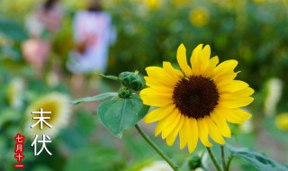 初伏中伏末伏哪个最热哪个凉快（初伏最热还是中伏最热）