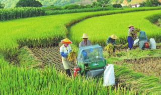 暑农事有什么需要注意（小暑可以进行农事活动有什么）