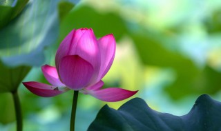 2021年头伏是哪天 2021年头伏是哪天几点