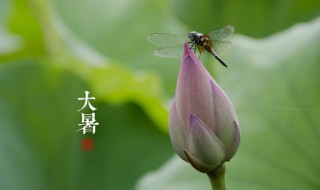 大暑是什么时间（大暑是几月份）