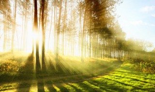 入伏是什么意思啊 进伏什么意思