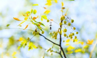 小暑天下雨好还是不好 小暑下雨好还是晴天好
