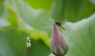 大暑吃什么杂粮（大暑节气吃点啥）