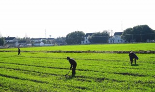 2021年大暑农事注意事项（2021年大暑农事注意事项有哪些）