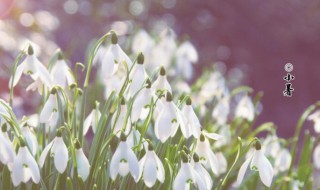 节气小暑一共多少天 节气小暑一共多少天呢