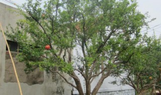 石榴树不发芽怎么补救?（石榴树不出芽）