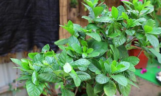 刚买回来的栀子花叶子蔫了怎么办? 盆栽栀子花刚买回来就蔫了怎么办