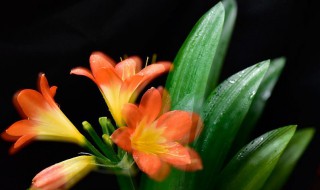 君子兰侧芽怎么分株? 君子兰怎么出侧芽