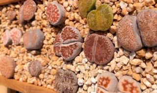 生石花蜕皮怎么养护? 生石花蜕皮怎么养护