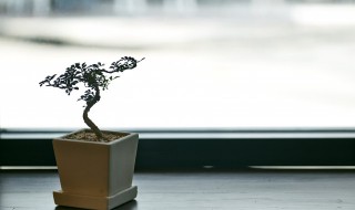 花土里有白蚁怎么办? 花土里有白蚁怎么办