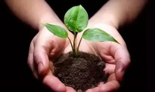 花肥怎么施更有效果?（花肥怎么施更有效果）