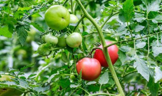 西红柿开花结果期怎么施肥和管理? 西红柿开花结果期怎么施肥和管理方法