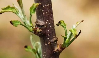 苹果树怎么修剪枝条?（苹果树怎么修剪枝条唐）