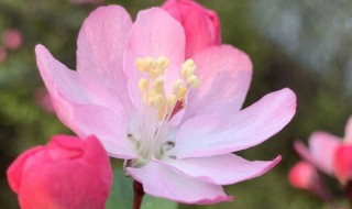 如何判断海棠花死没死? 如何判断海棠花是否活着