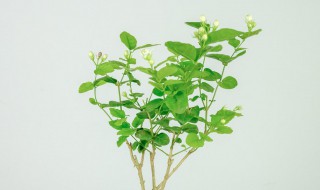 网购回来的茉莉花怎么种?（网购回来的茉莉花怎么种）