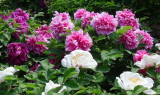 凤丹的种植要注意什么（凤丹的种植要注意什么事项）