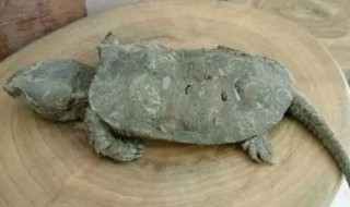 巴西龟的窝怎么布置?（巴西龟需要窝吗）