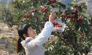 红果树怎么种植? 红果树的种植方法