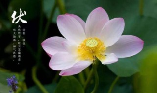 入伏注意（入伏注意事项）