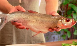 翘嘴鱼叫什么名字（翘嘴鱼又叫什么名字）