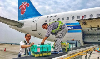 飞机托运怎么办理（猫狗飞机托运怎么办理）