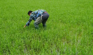 灭草松使用注意事项（灭草松的使用方法）