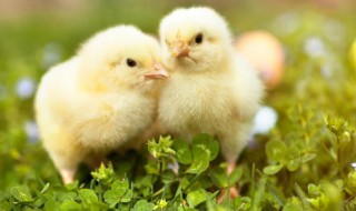 小鸡不吃食没精神闭眼怎么办? 小鸡不吃食没精神闭眼怎么办小鸡的温度要多高