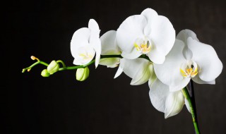 兰花发新芽怎么养护?（兰花刚发新芽怎么养护）