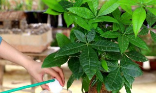 发财树怎么养才能更旺盛?（水培发财树怎么养才能更旺盛）