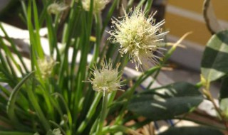 小葱开花怎么处理?（小葱开花怎么处理视频）