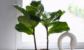 琴叶榕怎么养出叉枝?（琴叶榕插枝怎么养）