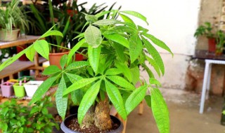 发财树怎么养护最好? 发财树怎么养护最好视频