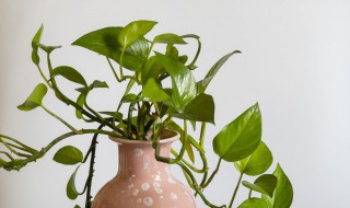 绿萝怎么养得又粗又绿?（绿萝怎么养得又粗又绿又好看）