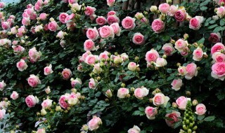 龙沙宝石爬藤月季怎么养?（龙沙宝石爬藤月季好养吗?）