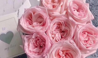 粉玫瑰怎么养护? 粉玫瑰怎么养护和浇水