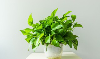 绿萝如何养殖? 绿萝如何养殖越长越旺