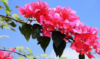 簕杜鹃怎么养?（簕杜鹃怎么养爆棚）