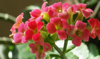 夏季如何养长寿花?（夏季如何养长寿花盆景）
