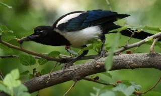 喜鹊幼鸟怎么喂养? 喜鹊幼鸟怎么喂养,多久能自己飞