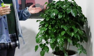 室内幸福树怎么养才能更旺盛? 室内幸福树如何养
