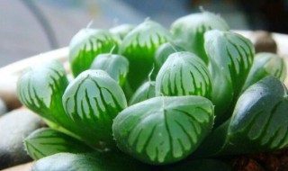 玉露多肉植物怎么养?（玉露多肉植物怎么养的视频）