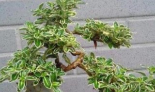 六月雪盆景怎么养? 冬天六月雪盆景怎么养