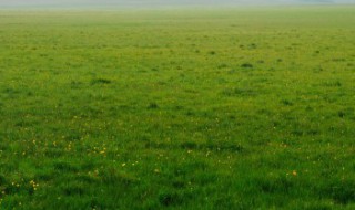 人工草坪施工步骤?（人工草坪如何铺设）